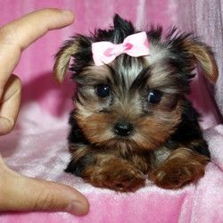 Awesome Teacup/Toy Yorkie Puppies Available For Adoption