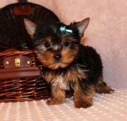 Two Beautiful Small Yorkie Puppies for Adoption
