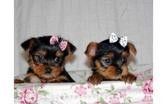 Absolutely Darling Yorkie Puppies for Sale