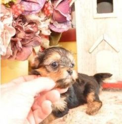 Pretty Yorkie Puppies For Sale