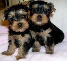 AKC Yorkie Puppy - 10 weeks old Male For Adoption