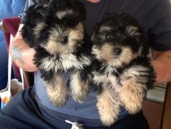 Beautiful Chorkie X Pomeranian Puppies
