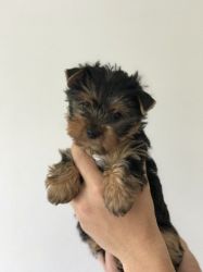 Adorable Tiny Toy Sized Yorkshire Terrier