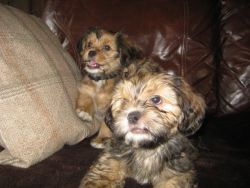 Miniature Yorkie Puppies For Sale