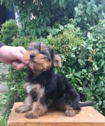 Beautiful Tea Cup Yorkshire Terrier Pure Pups