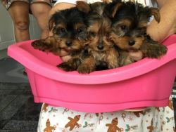Yorkshire Terrier Looking For A Female. For Stud