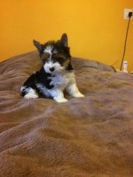 Tiny Teacup Yorkshire terrier puppies for sale