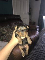 Yorkshire Terrier Puppies Boy And Girl