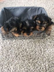 Tiny Size Toy Yorkshire Terrier Pups
