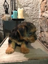 Tiny Teacup Yorkshire terrier puppies for sale