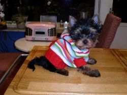 ***Male and Female Kc Yorkshire Terrier Puppies for adoption***