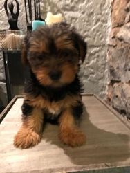 Adult Yorkshire Terrier For Sale