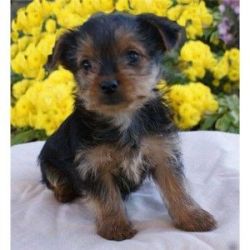 Gorgeous Yorkie Puppies Available