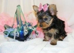 Small Purebred teacup Yorkie Puppies