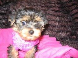 Tiny Male and Female Yorkie Puppies