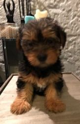Yorkshire Terrier Puppies Now Ready