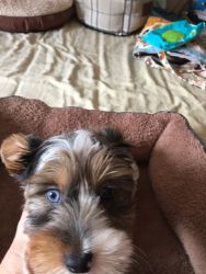 Beautiful blue and green eyed Yorky Poo