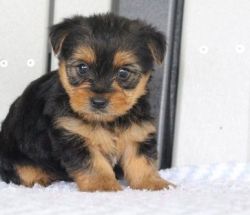Gorgeous AKC Yorkshire Terrier Puppies
