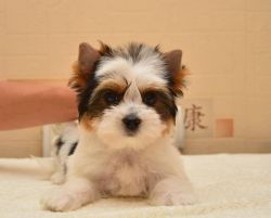 Adorable Cute Yorkie Puppy Ready For Re-homing