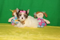 TINY AKC CHOCOLATE PARTI YORKIE FEMALE FOR SALE IN CA