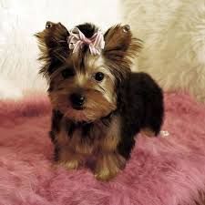 cute lovely yorkie puppies for adoption