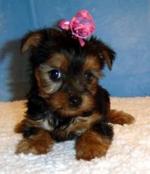 cute lovely yorkie puppies for adoption