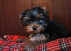 Cute and charming male and female yorkie puppies for adoption