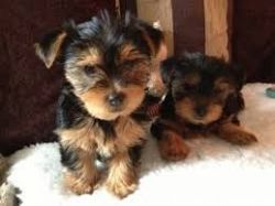 Adorable Yorkshire Terrier puppies For Adoption