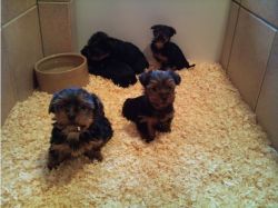 Yorkshire Terrier Puppies(xxx) xxx-xxx0
