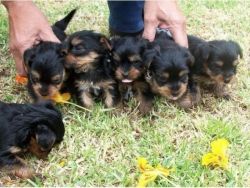 ADOURABLE PUPPIES FOR ADOPTION