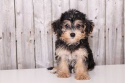 YORKSHIRE TERRIER FOR SALE DONT MISS THIS OPPORTUNITY