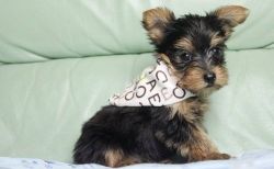AKC Yorkshire Terrier Puppies For Sale!!!