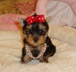Quality YORKSHIRE TERRIER Puppies