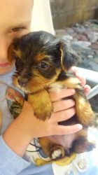 Handsome yorkie puppies now available
