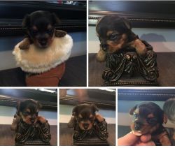 Yorkie Puppies Small Breed