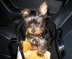 Cutest kid's choice Yorkshire Terrier puppy for sale