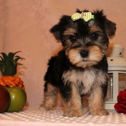 YORKSHIRE TERRIER PUPPIES Ready to go