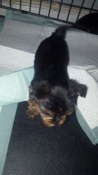 Yorkshire Terrier Puppies - Ready now! :-)