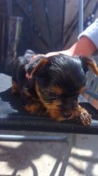 Afectionate Yorkie Puppies