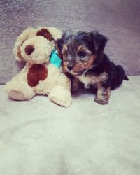 Toy Yorkshire Terrier Male Puppy Kcreg