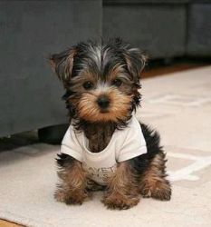 Teacup Yorkie Puppies Available Both Males & Females