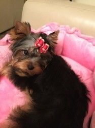 adorable yorkshire terrier puppy