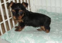 Top Healthy AKC Yorkshire Terrier Puppies