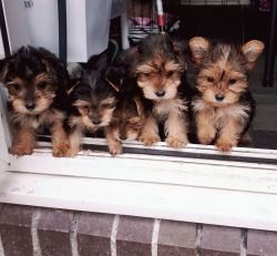 Lovely Yorkshire Terrier Puppies For Sale Readynow