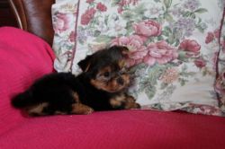 Yorkshire Terrier Pups For Sale