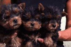 Beautiful Yorkshire Terrier Puppies For Sale