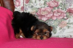 Beautiful Yourkshire Terrier For Sale
