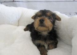 AKC Teacup Yorkie puppies for sale