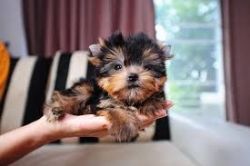 Super adorable Yorkie Puppies -(xxx) xxx-xxx2