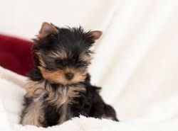 Adorable Yorkie pups -(xxx) xxx-xxx2